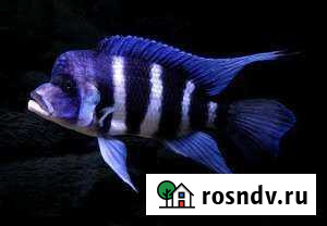 Рыба Фронтоза Дербент - изображение 1