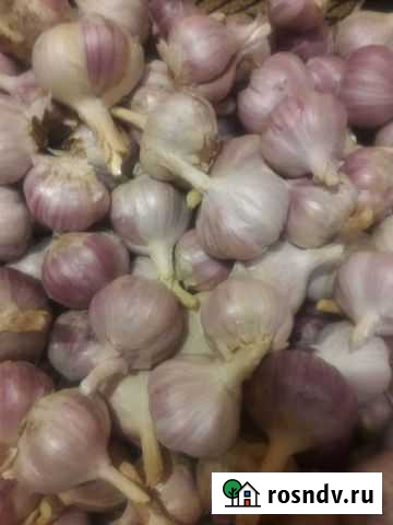 Чеснок Задонск - изображение 1
