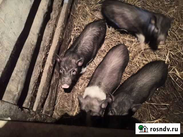 Продам вьетнамских вислобрюхих поросят Ялуторовск - изображение 1