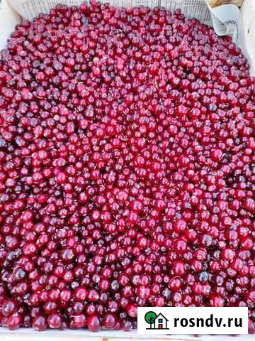 Клюква Ханты-Мансийск - изображение 1