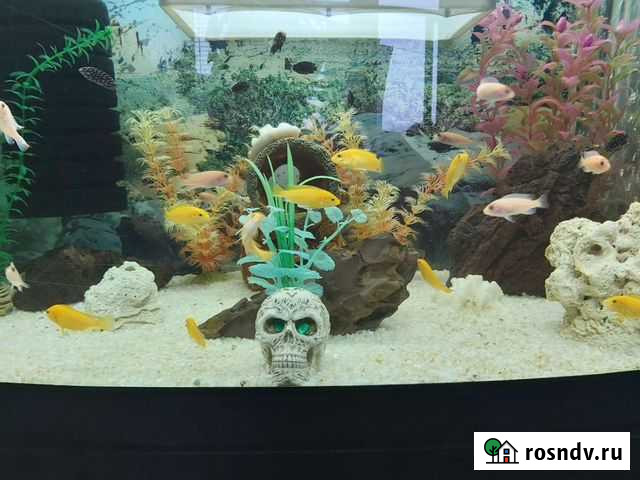 Цихлиды Калуга - изображение 1