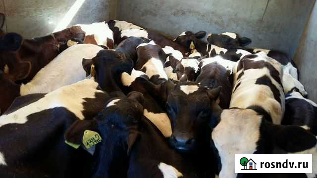 Продам отличных бычков Шемурша - изображение 1