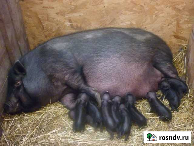 Свиноматки вьетнамский вислобрюхий Нефтекамск - изображение 1