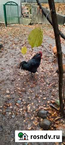 Петухи Австролорп черный, Кучинский юбилейный Звенигород - изображение 1