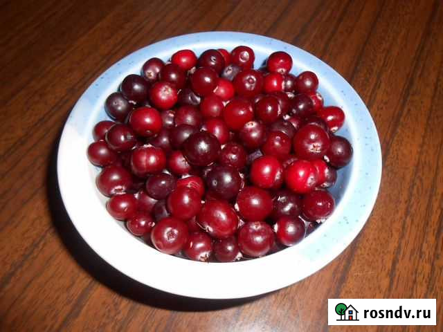 Клюква 5 литров Петрозаводск - изображение 1