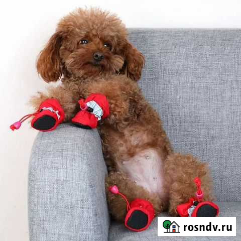 Ботинки для мелких пород Смоленск - изображение 1