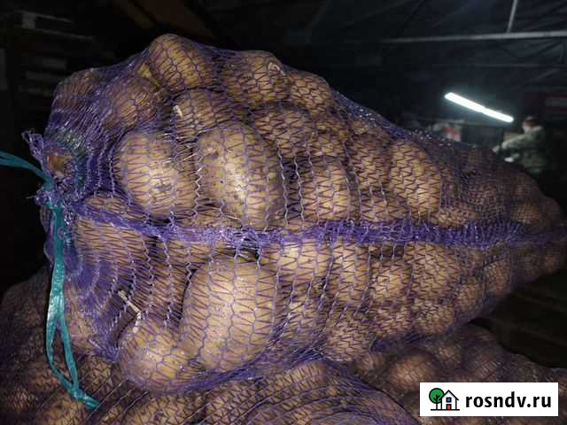 Картофель 5+ желтый триумф напрямую от производите Арзамас - изображение 1