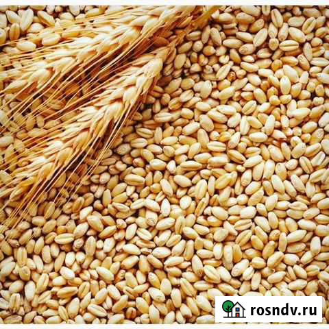 Пшеница зерно ячмень Чебоксары - изображение 1