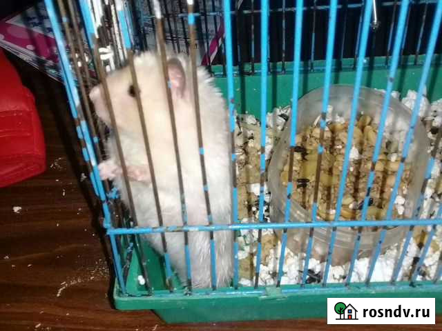 Сирийский хомяк бесплатно Сергиев Посад - изображение 1