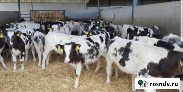 Телята бычки Усмань - изображение 1