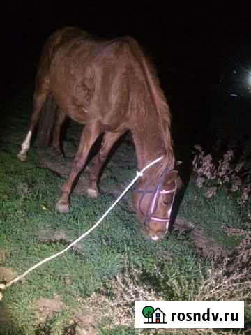 Кобыла Буйнакск - изображение 1