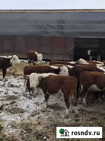 Крс молодняк бычки герефорды Кизильское - изображение 1