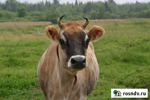 Корова дойная Москва - изображение 1