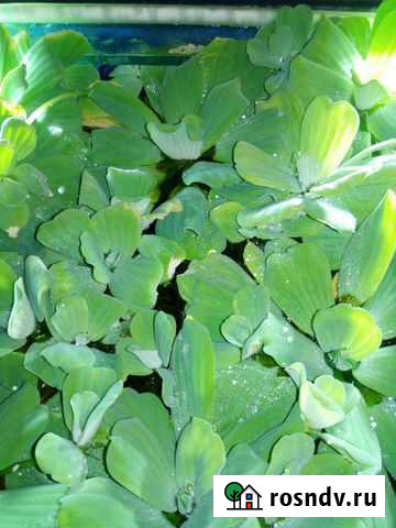 Растения в аквариум Чайковский - изображение 1