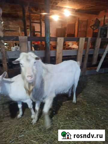 Козел зааненский чистопородный Чермен - изображение 1