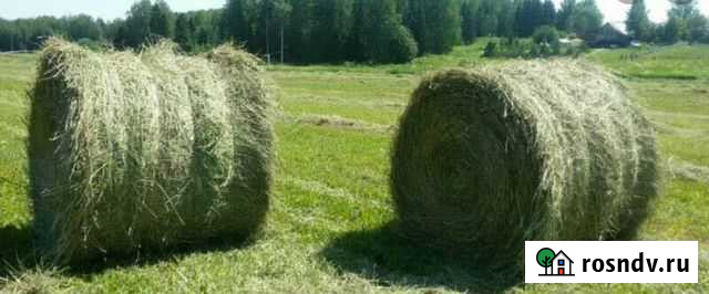 Сено в рулонах Удомля - изображение 1