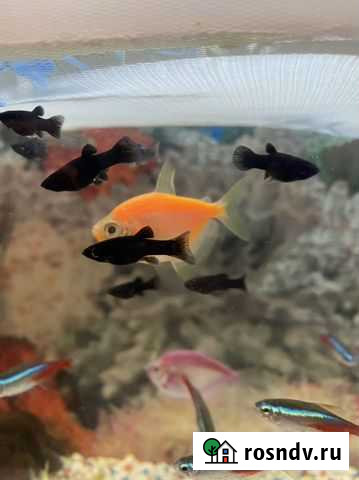 Аквариумные рыбки Молинезии Щёлково - изображение 1