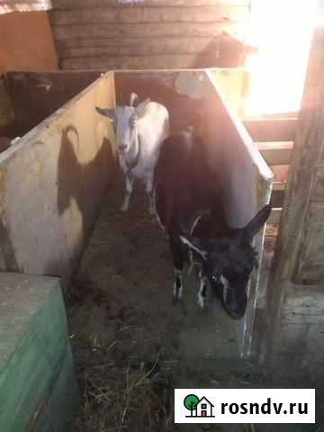 Коза на мясо Рузаевка - изображение 1