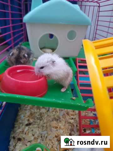 Джунгарский хомяк Пенза - изображение 1