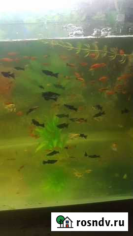 Рыба Ногинск - изображение 1