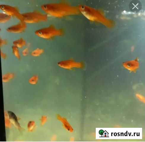 Разное Зея - изображение 1