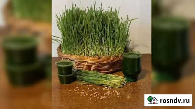 Витграсс Подольск - изображение 1