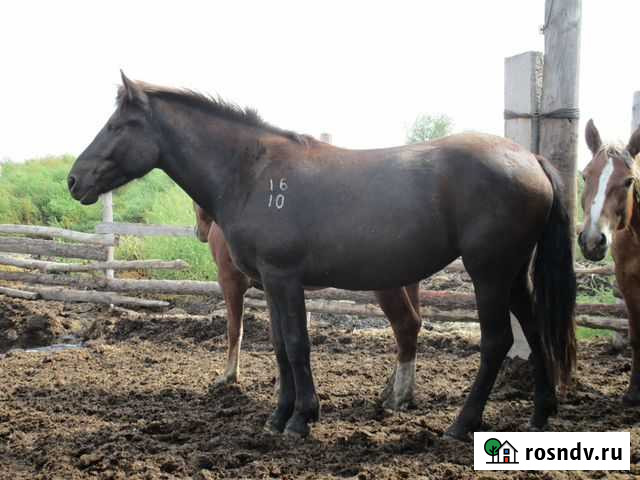 Племенные Лошади Новоалтайской породы Барнаул - изображение 1