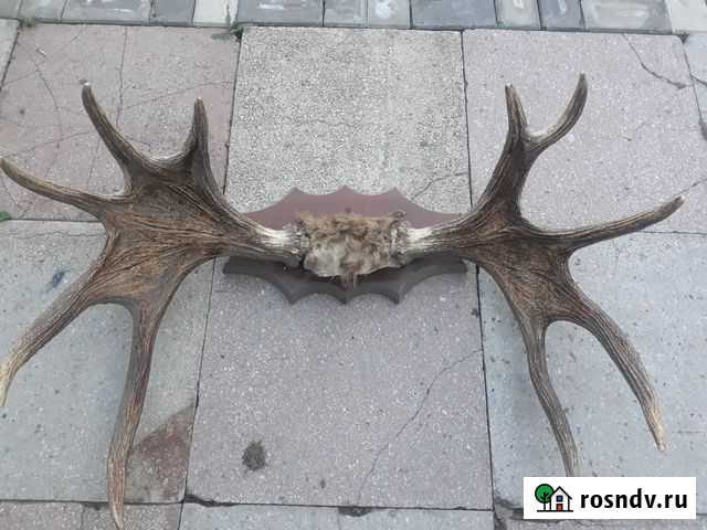Рога лося Далматово - изображение 1