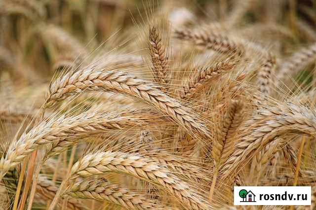 Зерно пшеница ячмень нового урожая Верхняя Хава - изображение 1