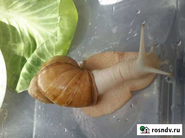 Ахатина гигантская Черемхово - изображение 1