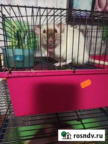 Крыски в добрые руки Волоколамск - изображение 1