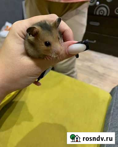 Сирийский хомяк Новокузнецк - изображение 1