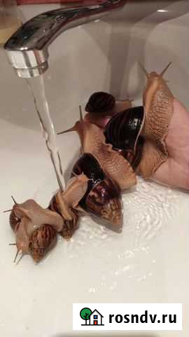 Улитки Ахатины Москва - изображение 1