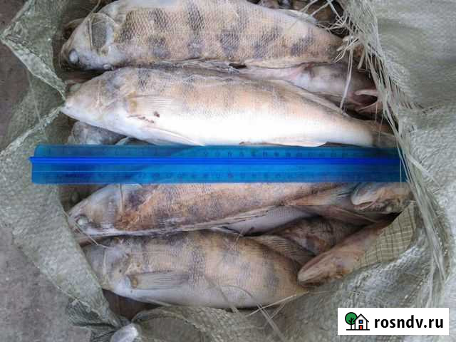 Рыба Пелядь Судак Вобла. Чехонь Щука Сызрань - изображение 1