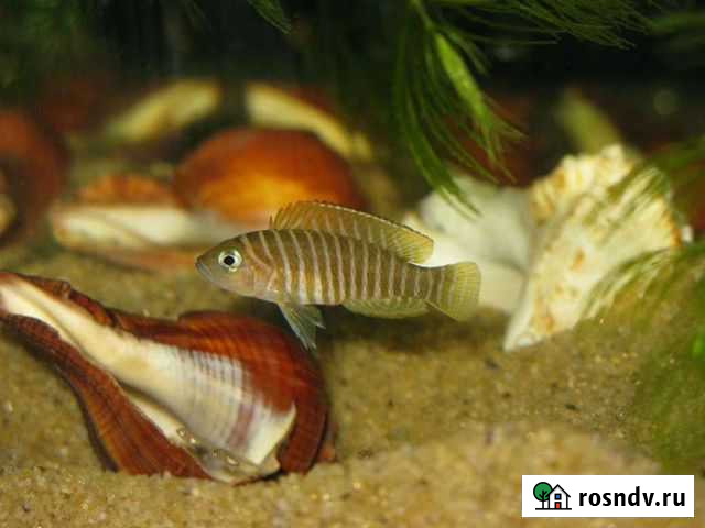 Лампрологус Симилис Волгоград - изображение 1