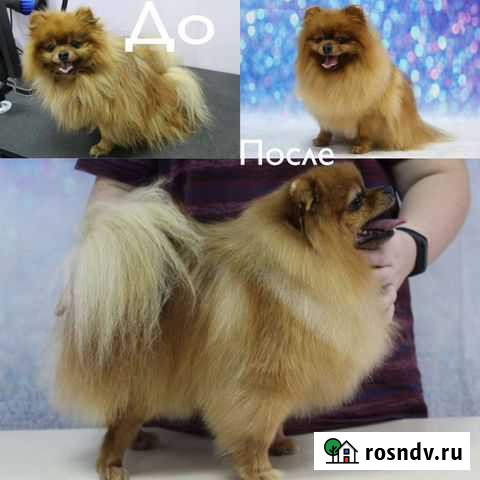 Стрижка собак Новокузнецк - изображение 1