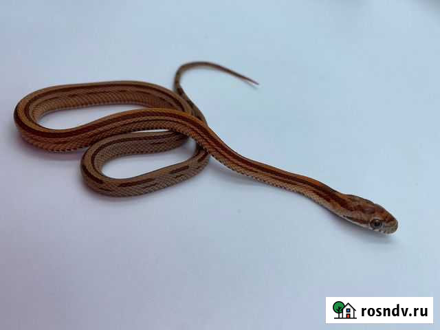 Маисовый полоз Красноярск - изображение 1