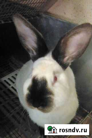 Кролик Смоленка - изображение 1