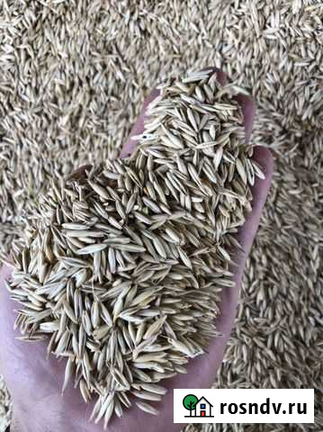 Овёс Мостовской - изображение 1