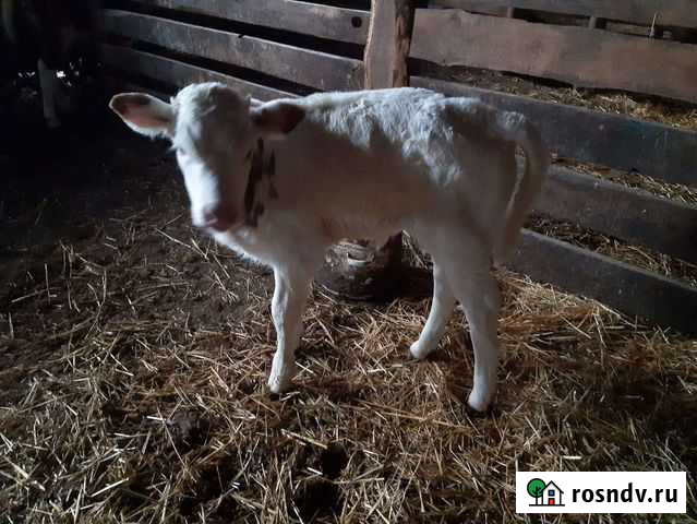 Телята Калач-на-Дону - изображение 1