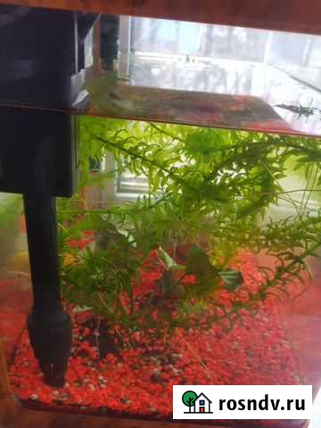 Продам аквариум Хабаровск - изображение 1