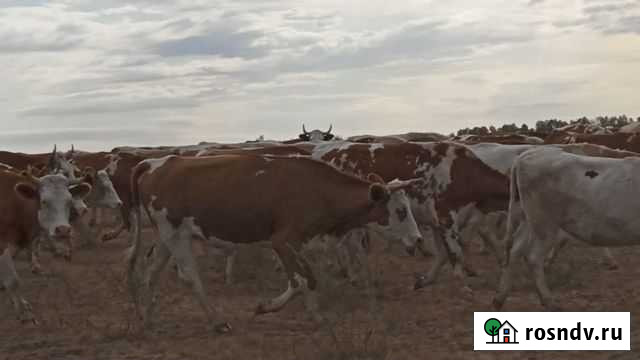 Продажа телок симментальской породы Грачёвка - изображение 1