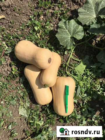 Тыква “Хавана” оптом Большая Орловка - изображение 1