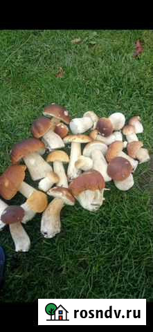 Белые грибы Долгопрудный - изображение 1