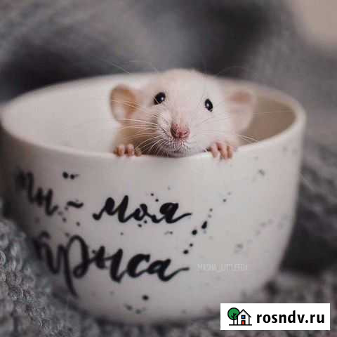 Твой лучший друг - крыска Брянск - изображение 1