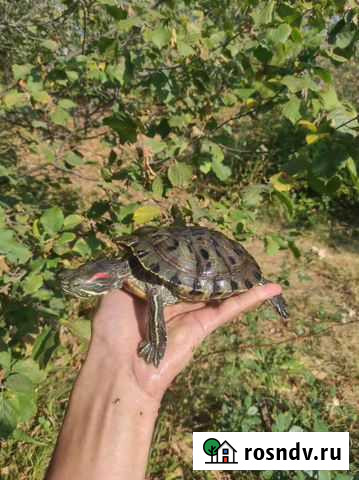 Красноухая черепаха Ишимбай - изображение 1