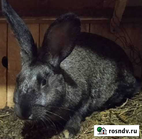 Продам кроликов Пермь - изображение 1