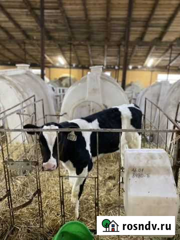 Бычки и телки Давлеканово - изображение 1