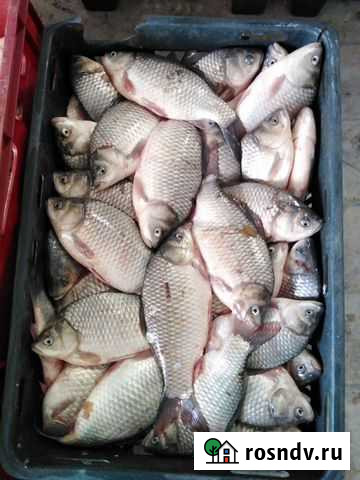 Свежая речная рыба Верхняя Пышма - изображение 1