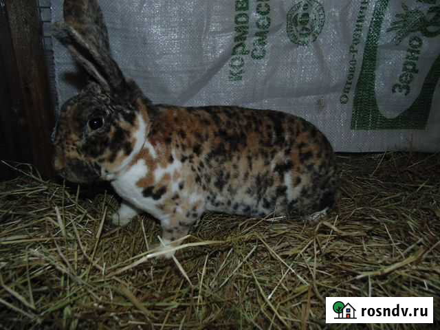 Кролик рекс Москва - изображение 1